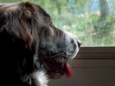 A Bored Dog A Bored Dog